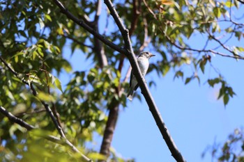 コサメビタキ 東京港野鳥公園 2023年10月12日(木)