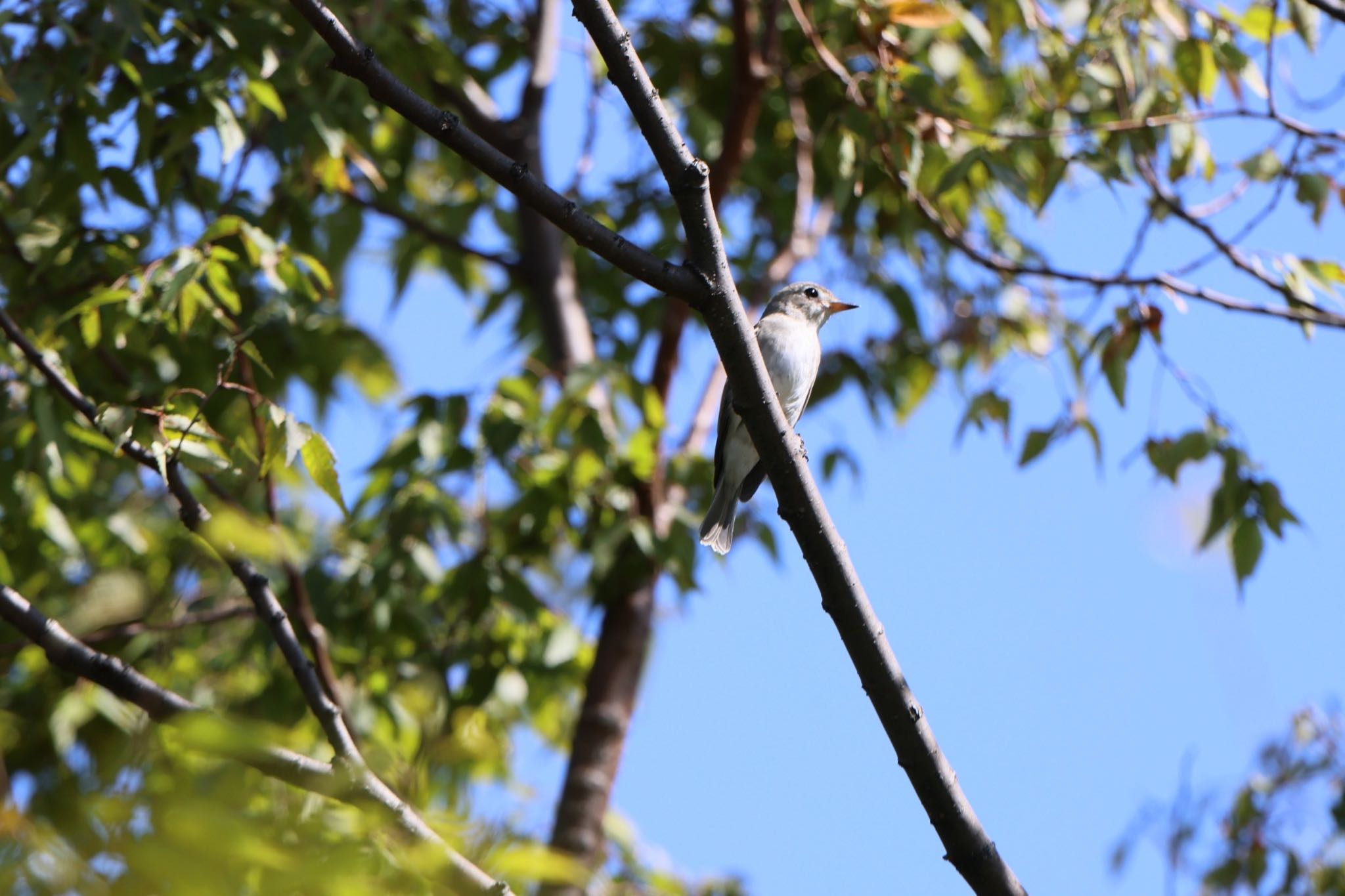 Photo of Asian Brown Flycatcher at Tokyo Port Wild Bird Park by atushiever