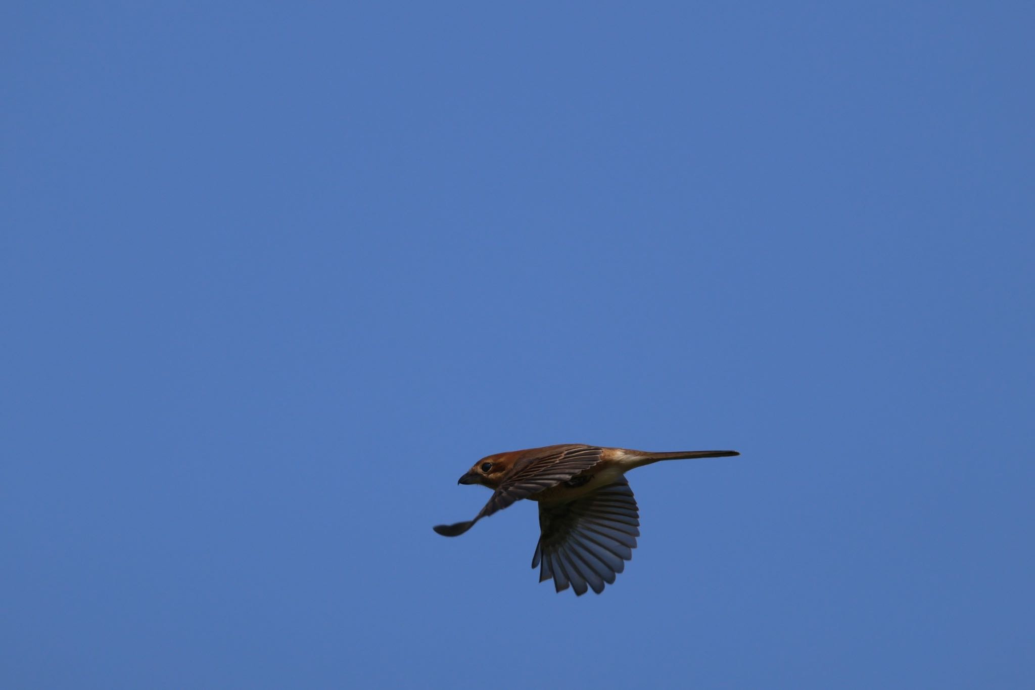 Bull-headed Shrike