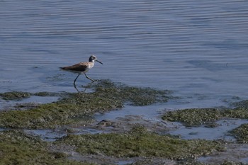 キアシシギ 東京港野鳥公園 2023年10月12日(木)