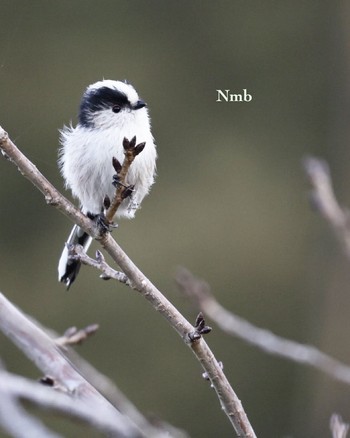 Long-tailed Tit Unknown Spots Unknown Date