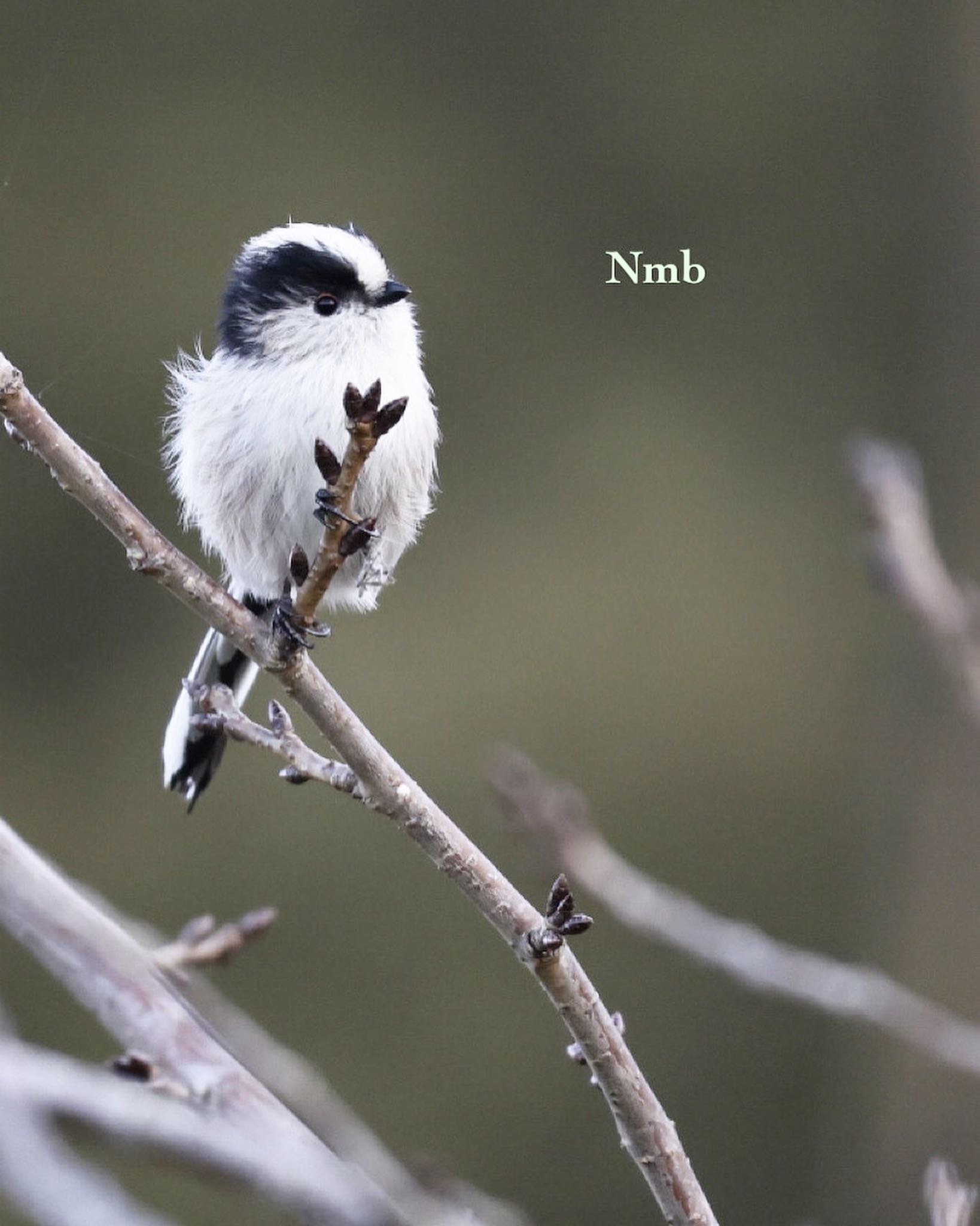 Photo of Long-tailed Tit at  by soul.number.358