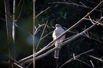 Eurasian Sparrowhawk 福岡県 Sat, 2/20/2021