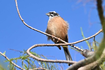 Meadow Bunting Watarase Yusuichi (Wetland) Wed, 10/11/2023