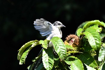 Azure-winged Magpie 埼玉県北本市(高尾宮岡の景観地) Thu, 10/12/2023