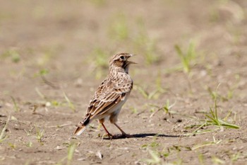 Eurasian Skylark 埼玉県 Thu, 10/12/2023