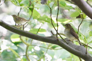 Unknown Species 練馬区 Wed, 10/11/2023