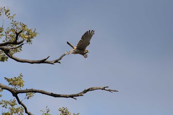 チョウゲンボウ 大阪城公園 2018年9月22日(土)