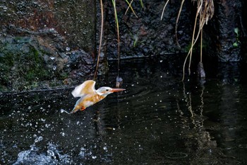 Common Kingfisher 神奈川県 Wed, 10/11/2023