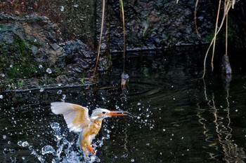 Common Kingfisher 神奈川県 Wed, 10/11/2023