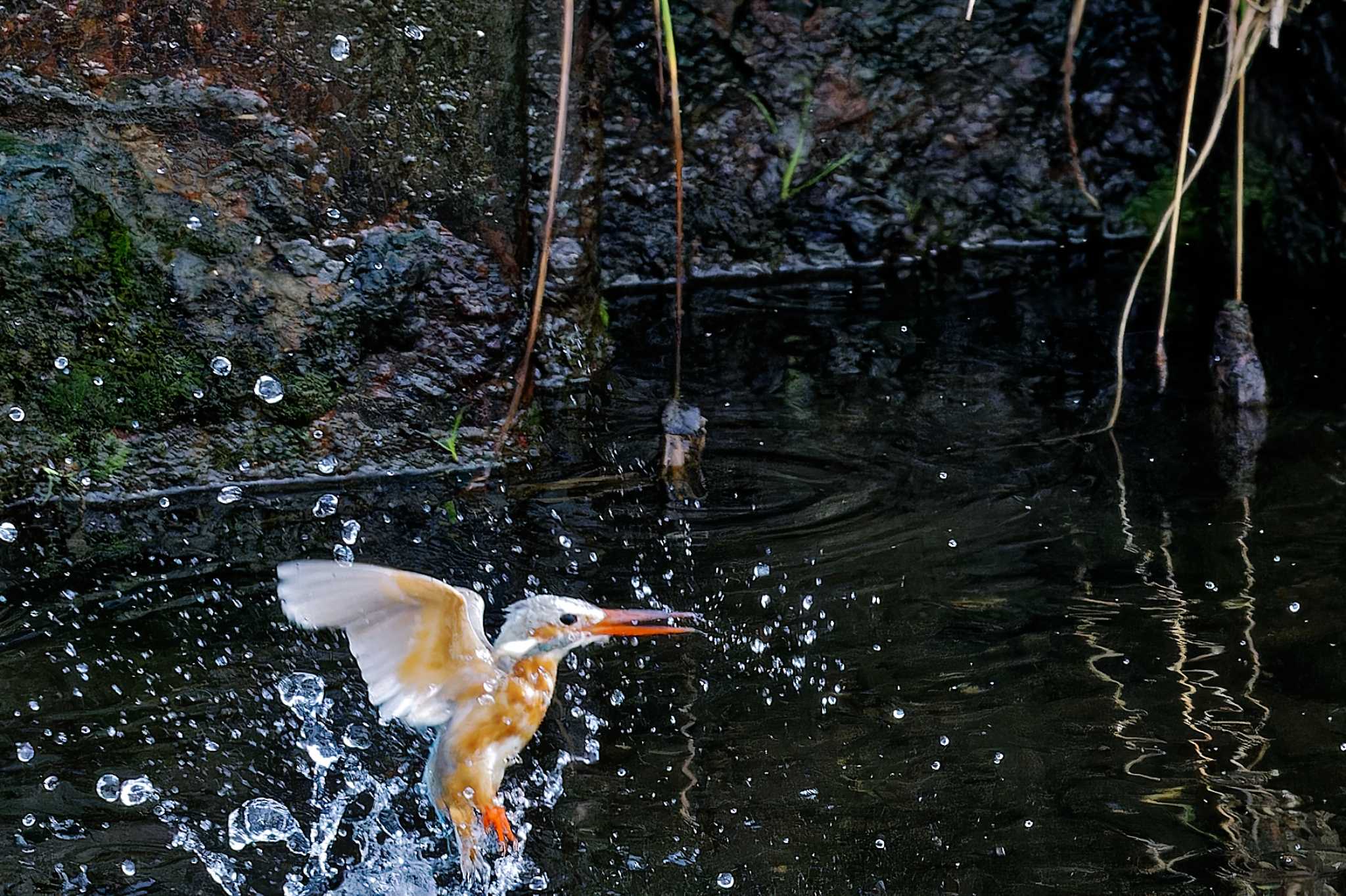 Photo of Common Kingfisher at 神奈川県 by しの