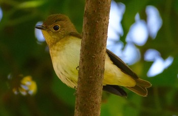 2023年10月12日(木) 万代池の野鳥観察記録