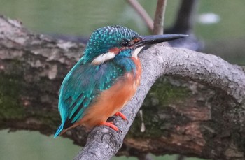 2023年10月12日(木) 茶臼山の野鳥観察記録