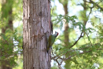 Japanese Green Woodpecker Mizumoto Park Thu, 10/12/2023