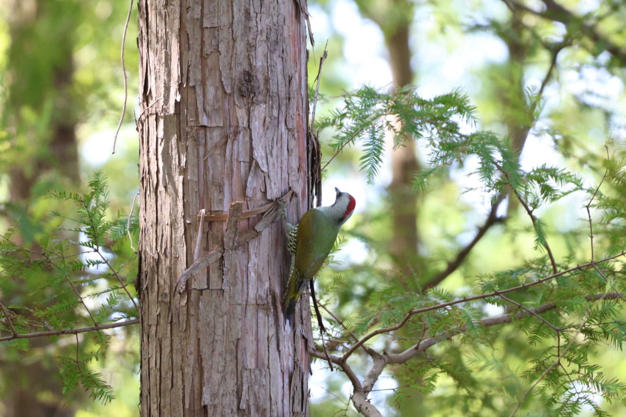 Photo of Japanese Green Woodpecker at Mizumoto Park by toritoruzo 