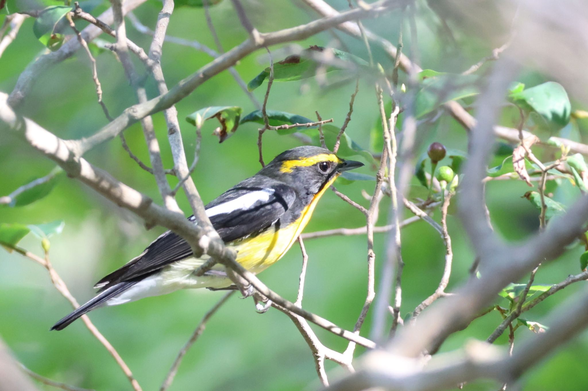 Photo of Narcissus Flycatcher at Mizumoto Park by toritoruzo 