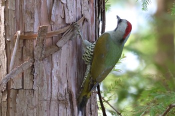 Japanese Green Woodpecker Mizumoto Park Thu, 10/12/2023