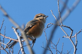 Bull-headed Shrike 金井公園 Thu, 10/12/2023