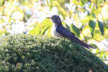 2023年10月12日(木) 北海道 函館市 東山の野鳥観察記録