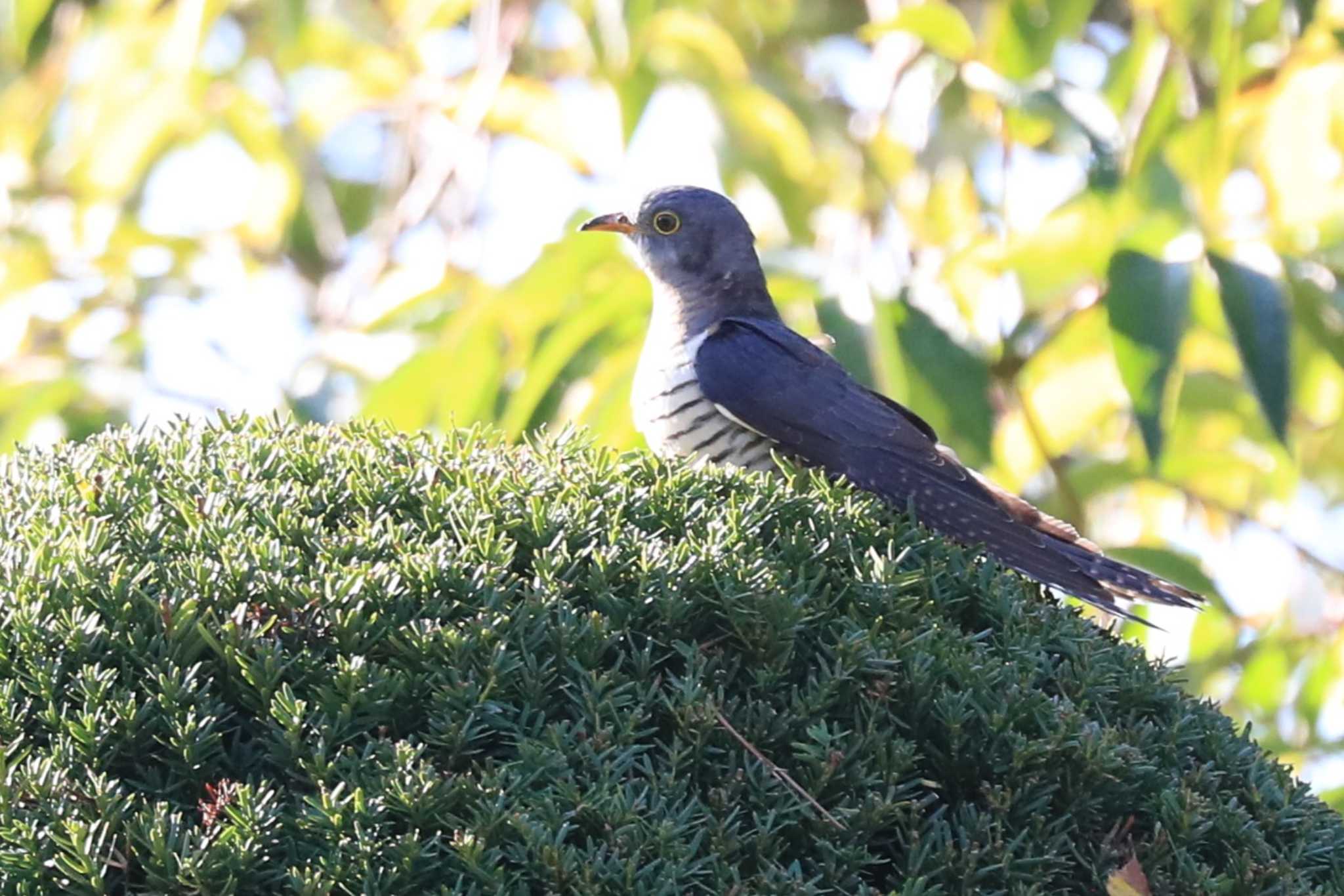 Oriental Cuckoo