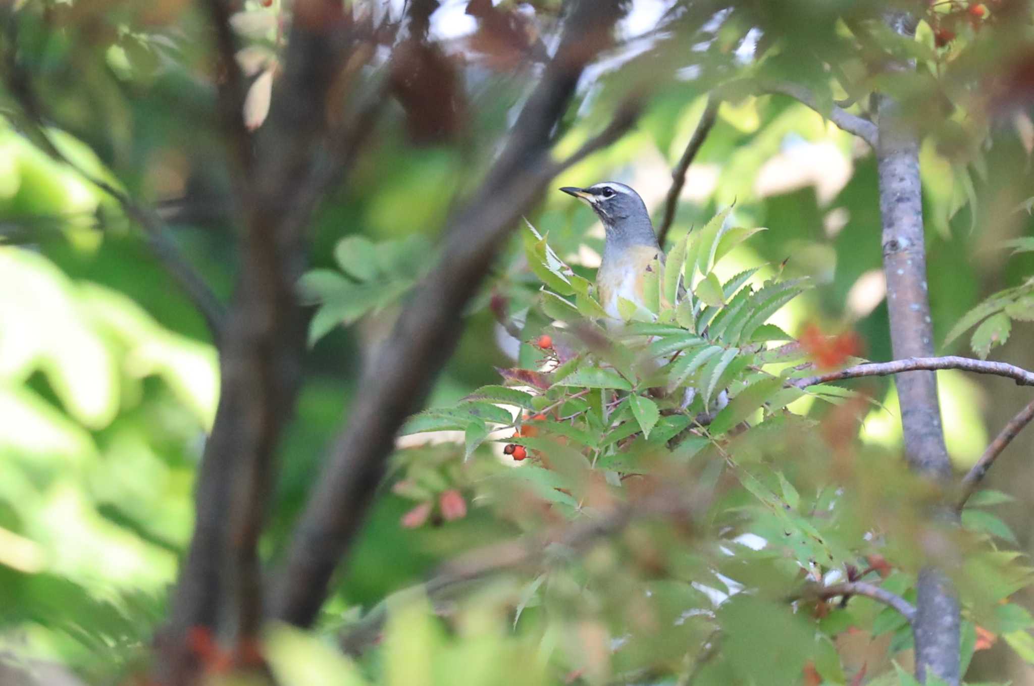 Eyebrowed Thrush