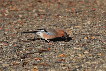 Eurasian Jay(brandtii) 北海道 函館市 東山 Thu, 10/12/2023