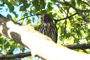 2023年10月12日(木) 秋ヶ瀬公園の野鳥観察記録