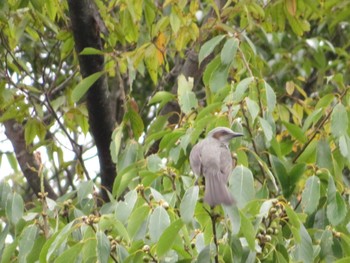 Brown-eared Bulbul 大阪府 Thu, 10/5/2023