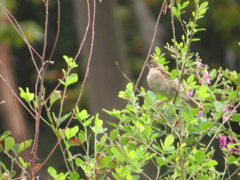 Eurasian Tree Sparrow 万博記念公園 Thu, 9/21/2023