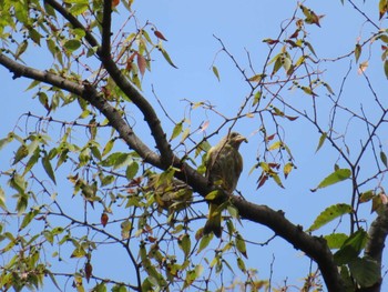 Grey-capped Greenfinch 万博記念公園 Sun, 9/10/2023