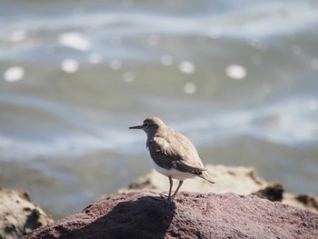 Common Sandpiper Tokyo Port Wild Bird Park Tue, 10/3/2023