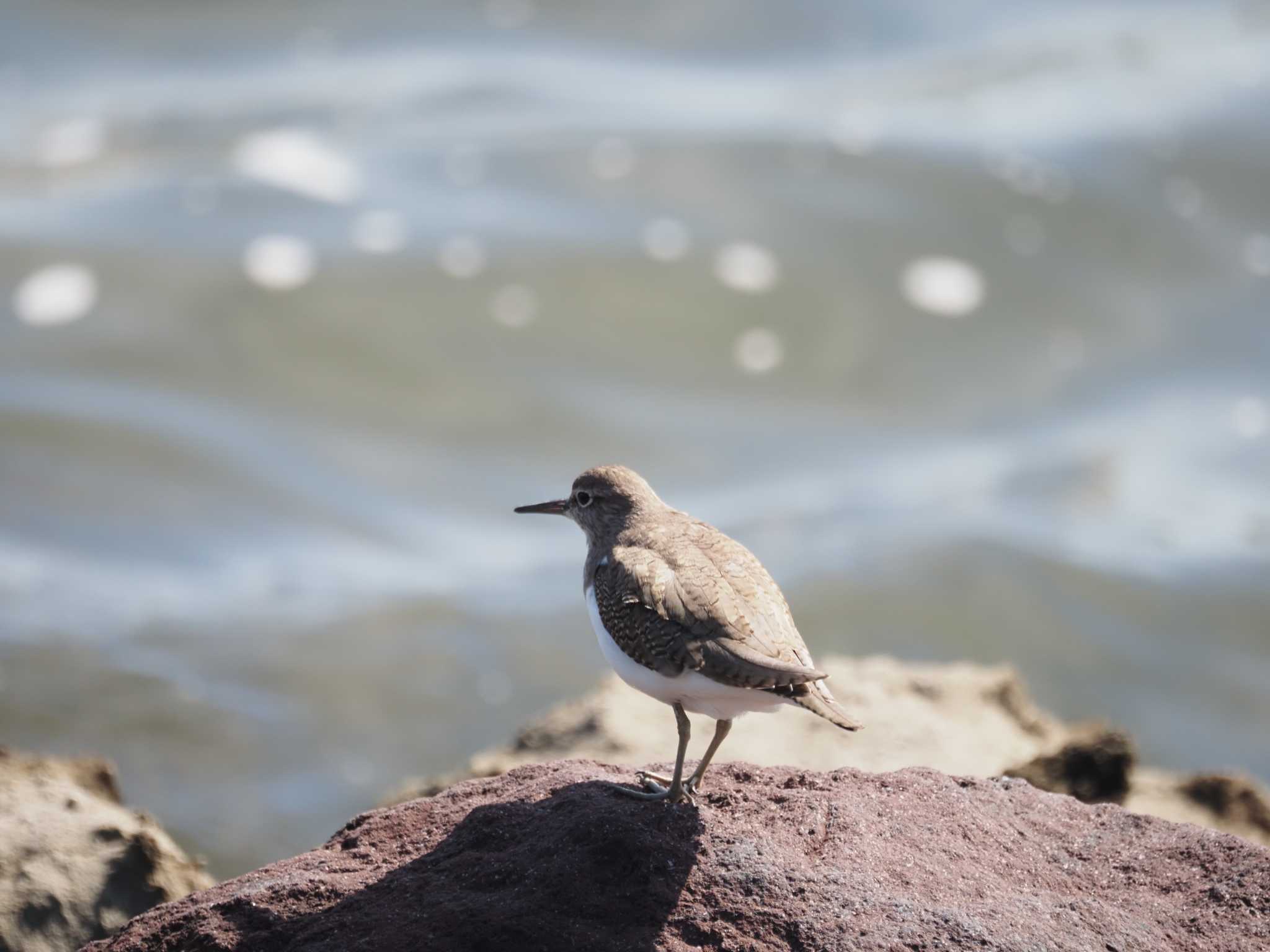 Photo of Common Sandpiper at Tokyo Port Wild Bird Park by とみた