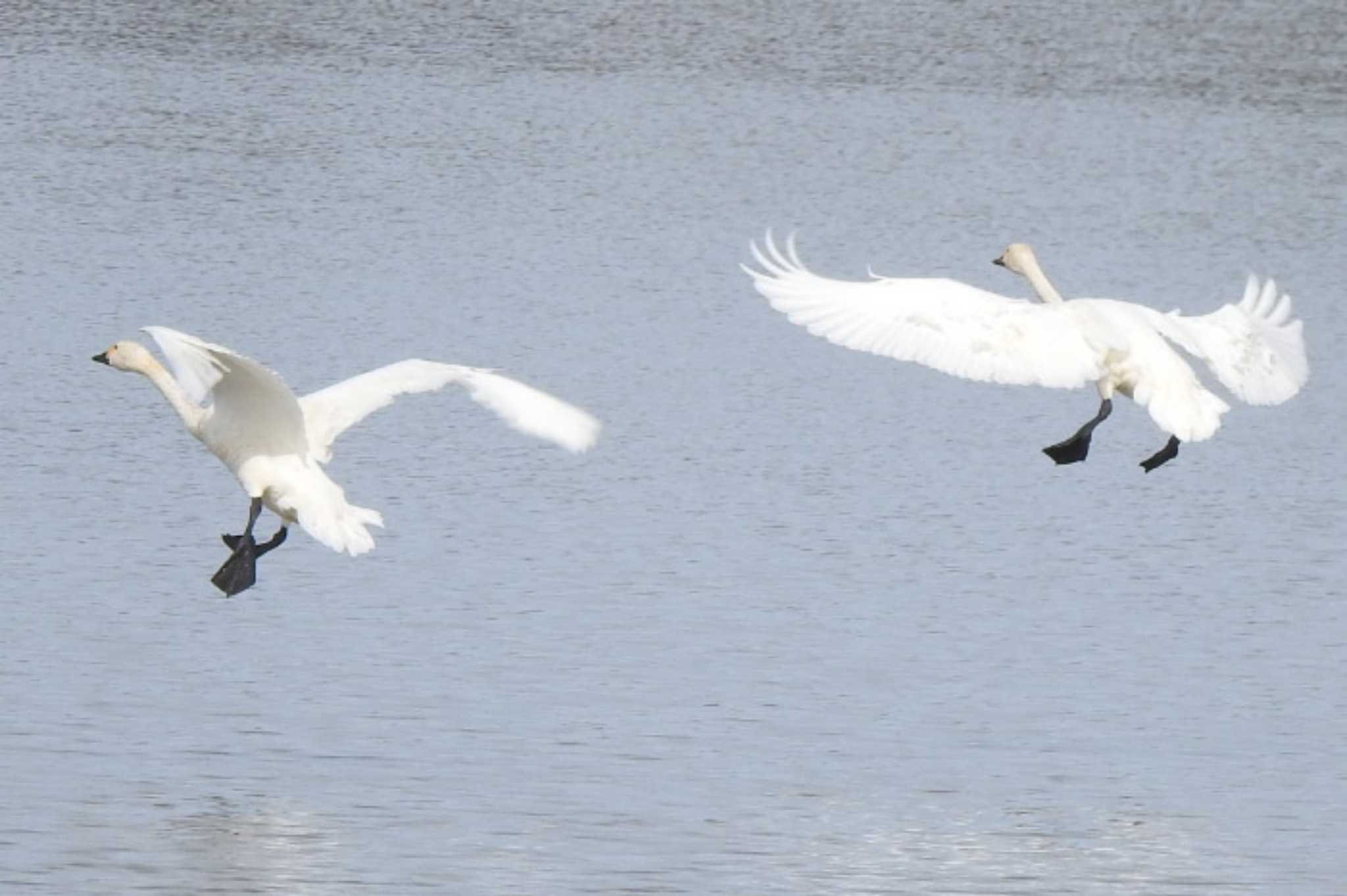 Tundra Swan