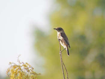 2023年10月6日(金) 江戸川サイクリングロードの野鳥観察記録