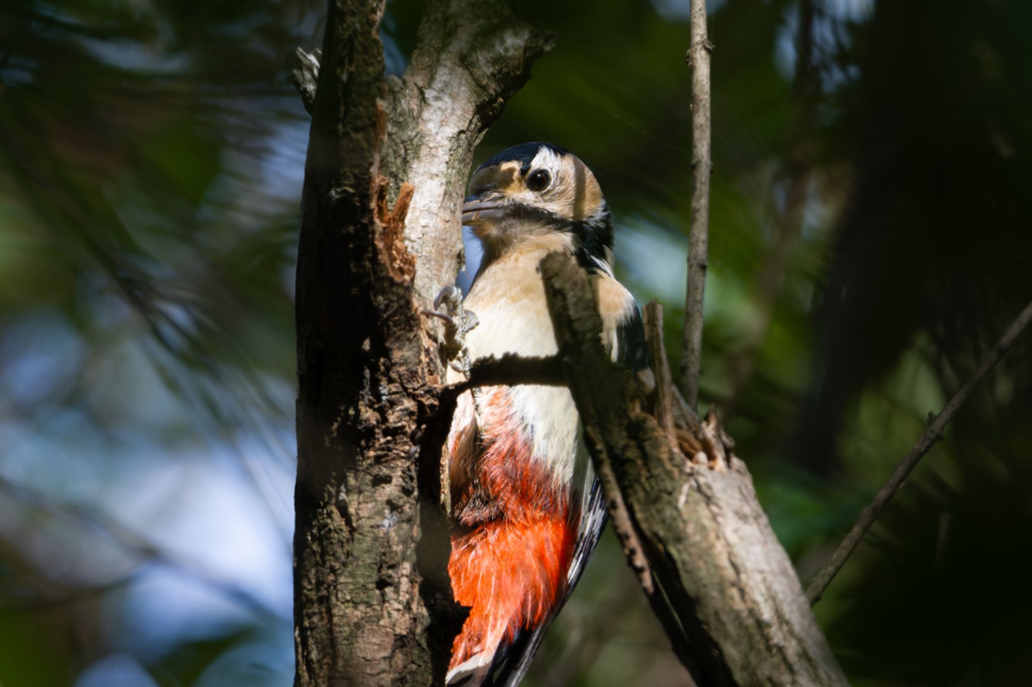 Photo of Great Spotted Woodpecker at 新潟市西区 by ぽちゃっこ