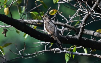 ツツドリ 東京港野鳥公園 2023年10月12日(木)