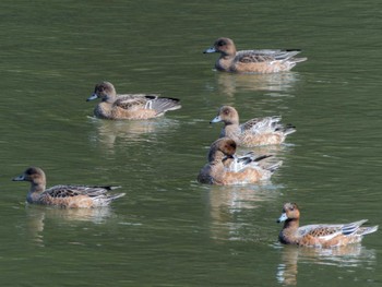 2023年10月10日(火) 長崎県の野鳥観察記録