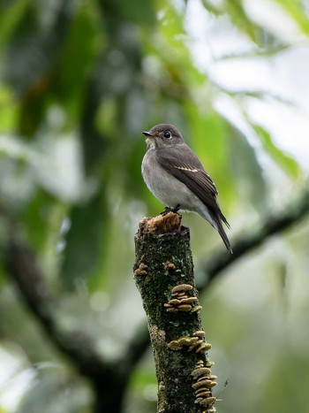 Dark-sided Flycatcher 長崎県 Mon, 10/9/2023