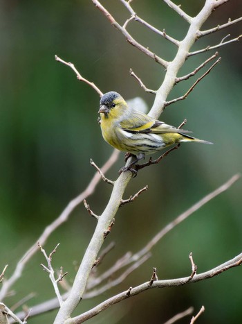 2023年10月9日(月) 長崎県の野鳥観察記録