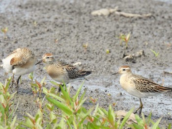 Sharp-tailed Sandpiper Inashiki Sun, 10/8/2023