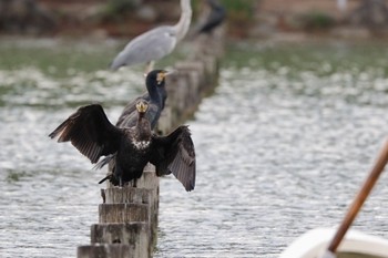 Great Cormorant 大濠公園 Mon, 10/9/2023