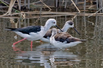 Sun, 10/8/2023 Birding report at 六郷橋緑地