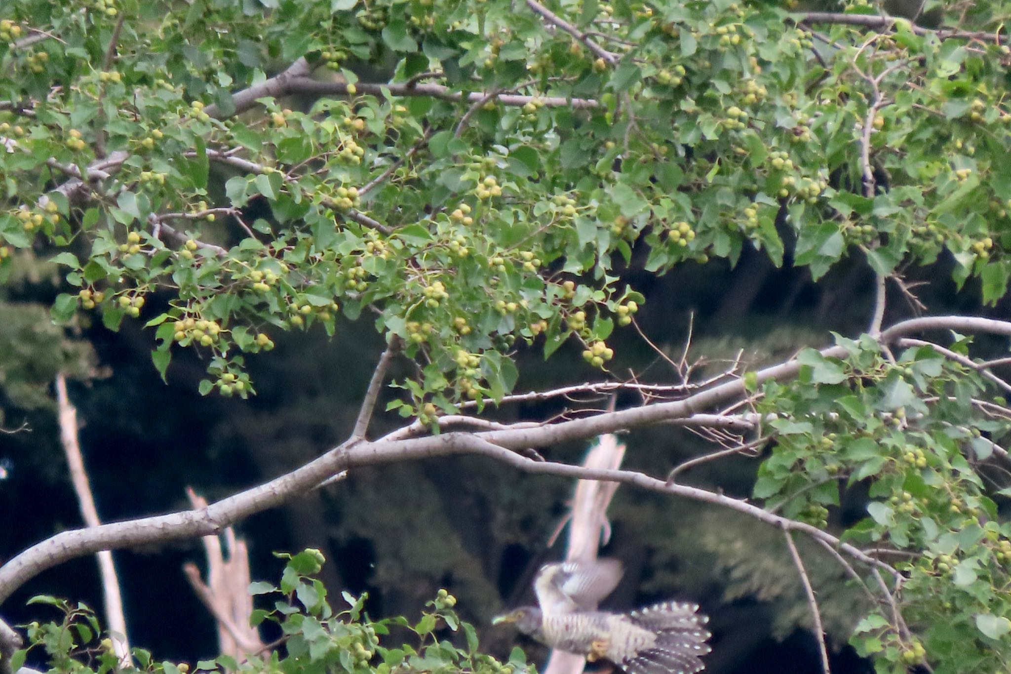 東京港野鳥公園 カッコウの写真 by 中学生探鳥家