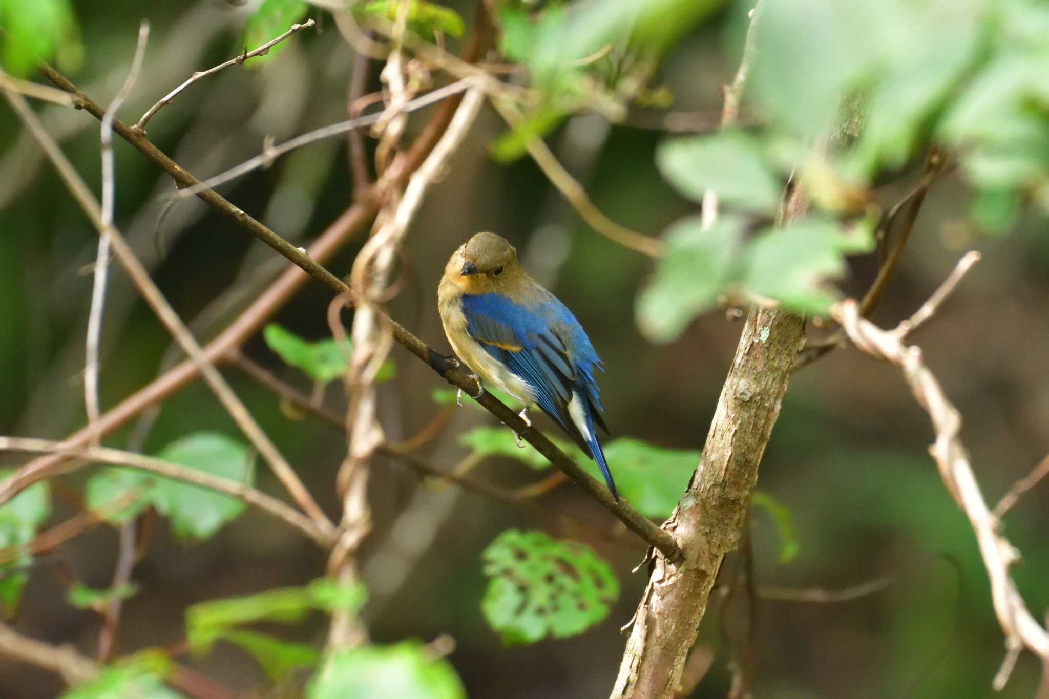 Photo of Blue-and-white Flycatcher at 十里木高原 by 80%以上は覚えてないかも