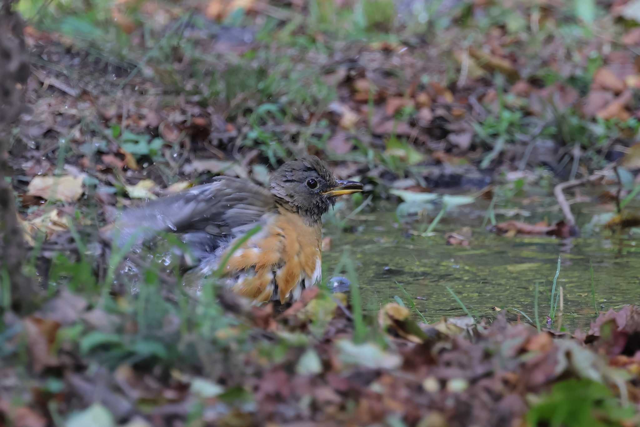 Brown-headed Thrush