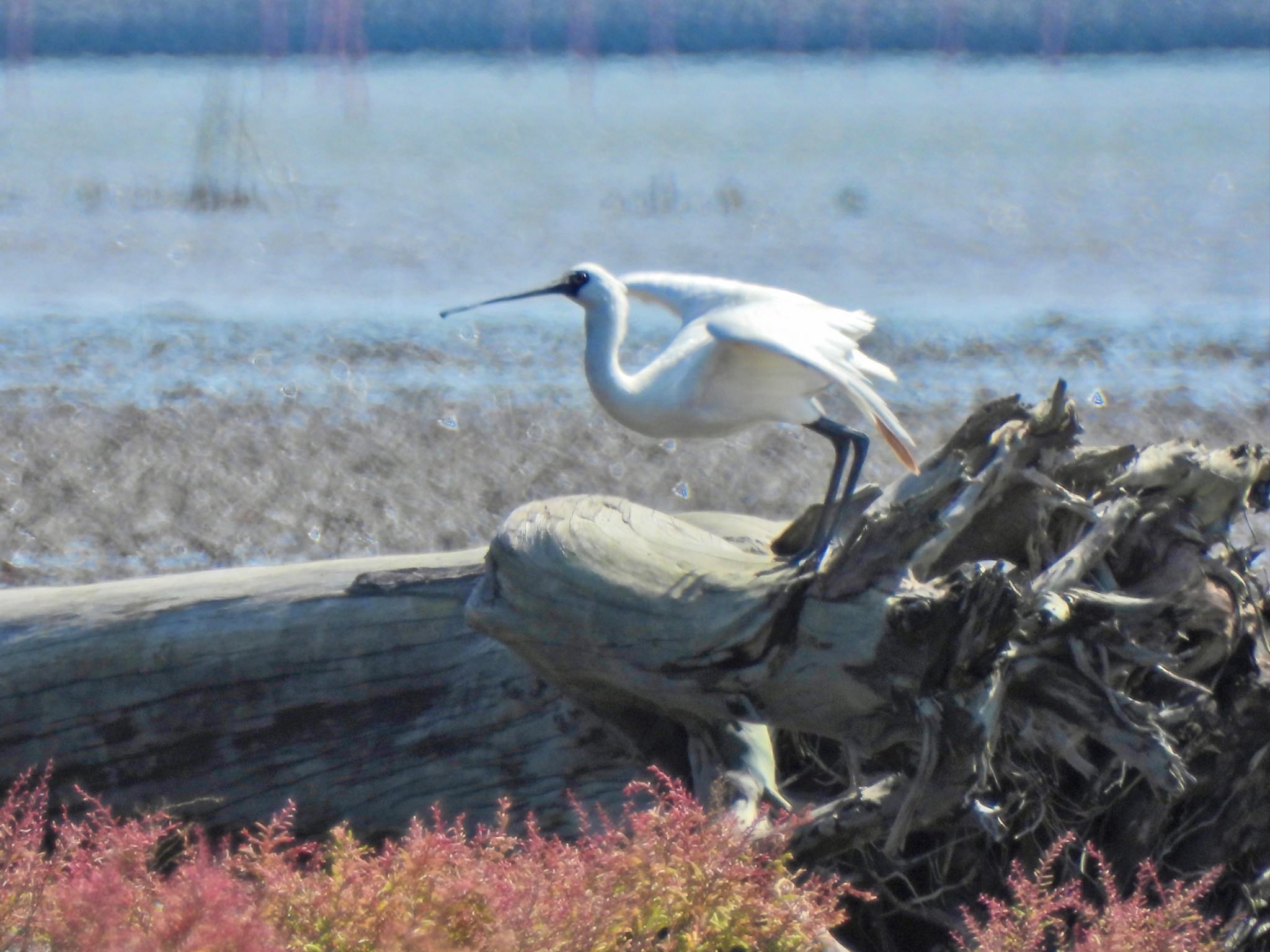 Black-faced Spoonbill