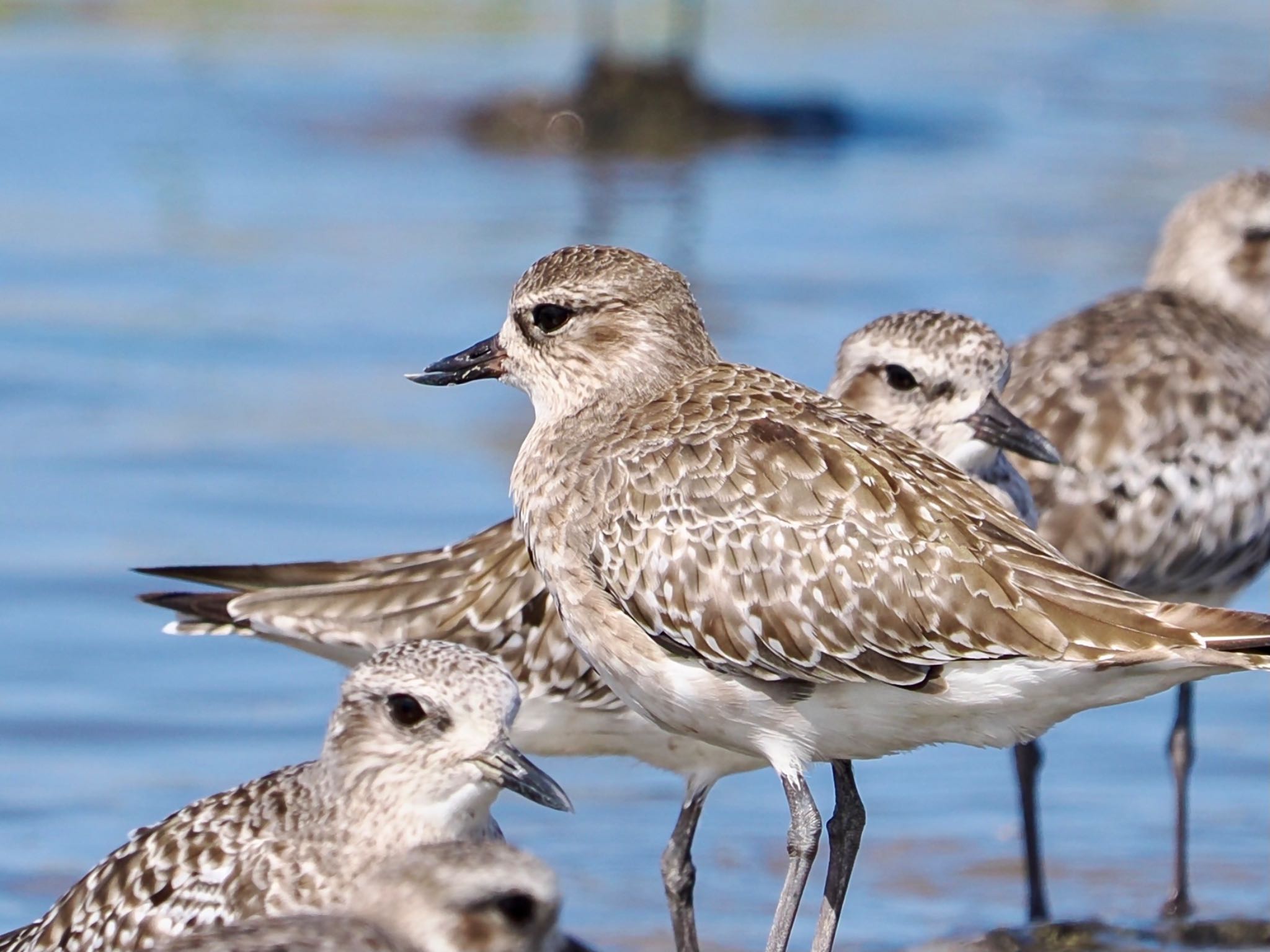 Grey Plover