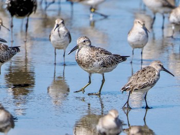 Red Knot Daijugarami Higashiyoka Coast Mon, 10/2/2023