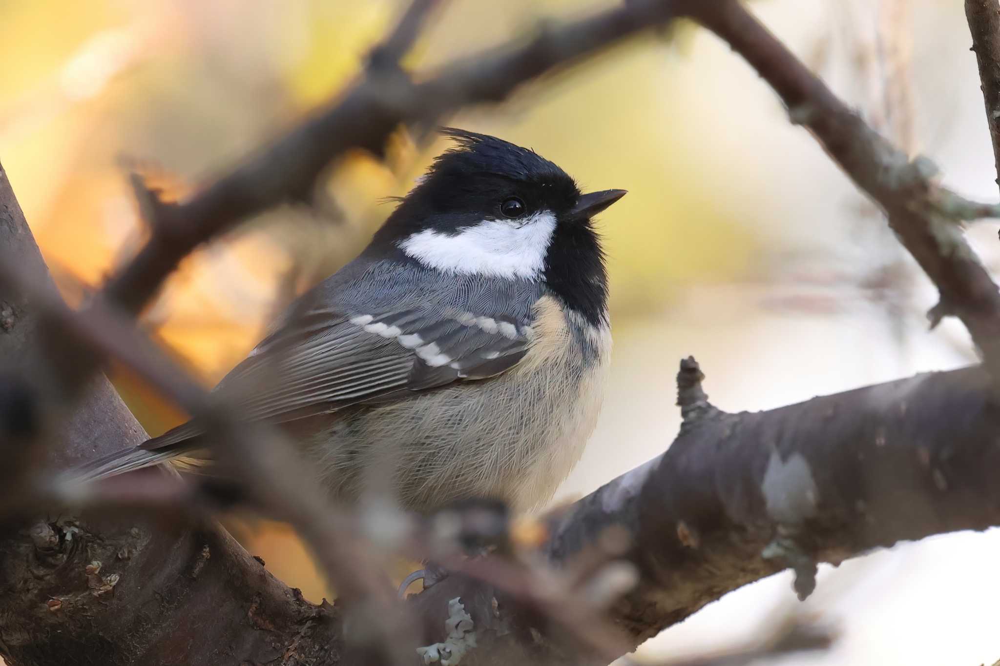 Coal Tit