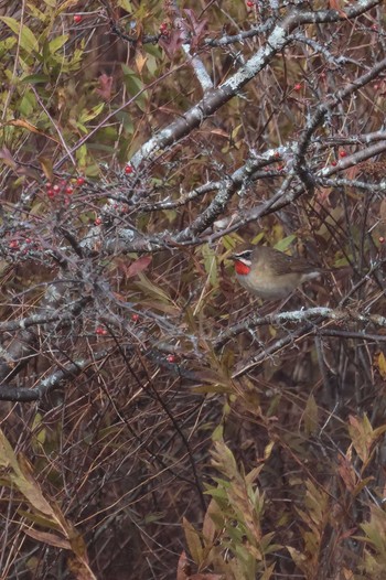 2023年10月11日(水) 戦場ヶ原の野鳥観察記録